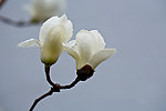 白玉兰