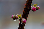 碧桃花蕾