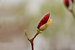 广玉兰花瓣