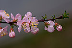 碧桃花
