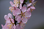 碧桃花开