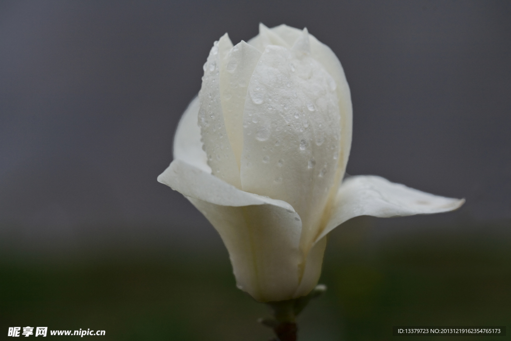 雨中白玉兰