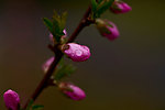 雨中碧桃花瓣