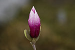 广玉兰花蕾