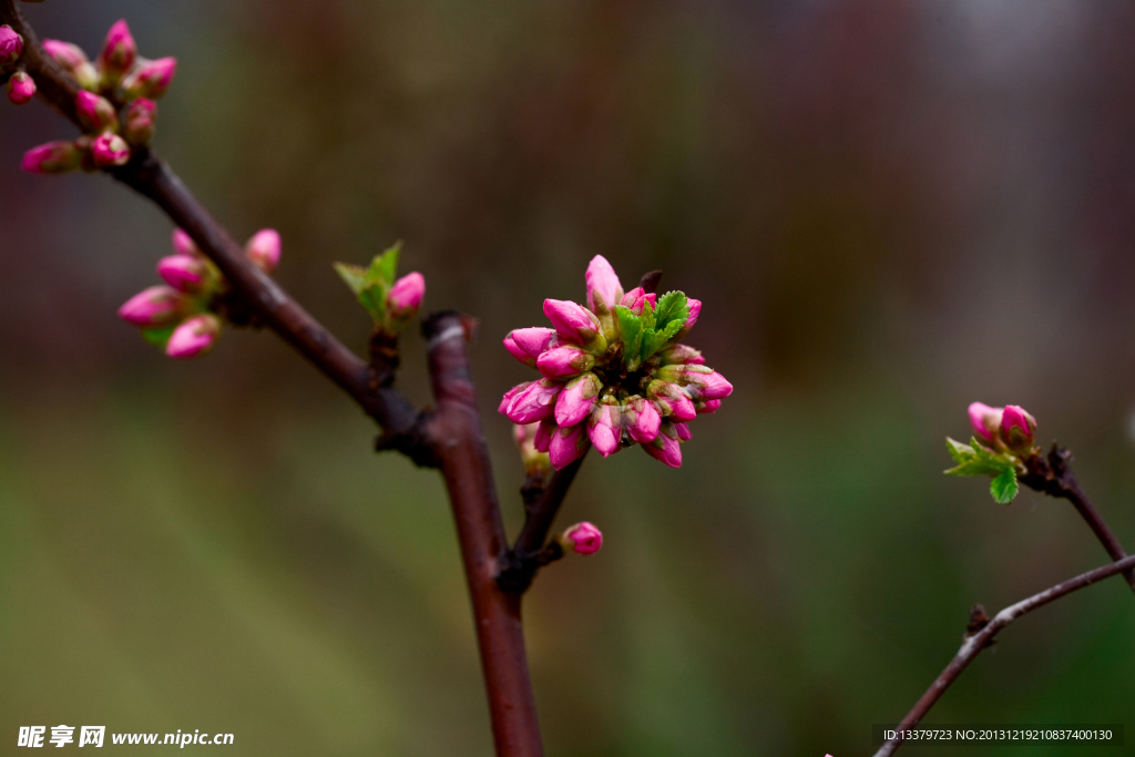 碧桃花蕾