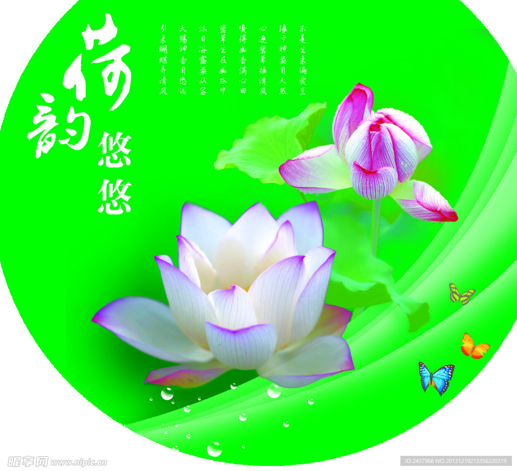 荷花图片