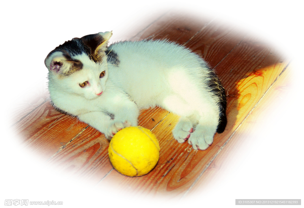 地板小花猫网球