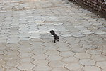 松鼠