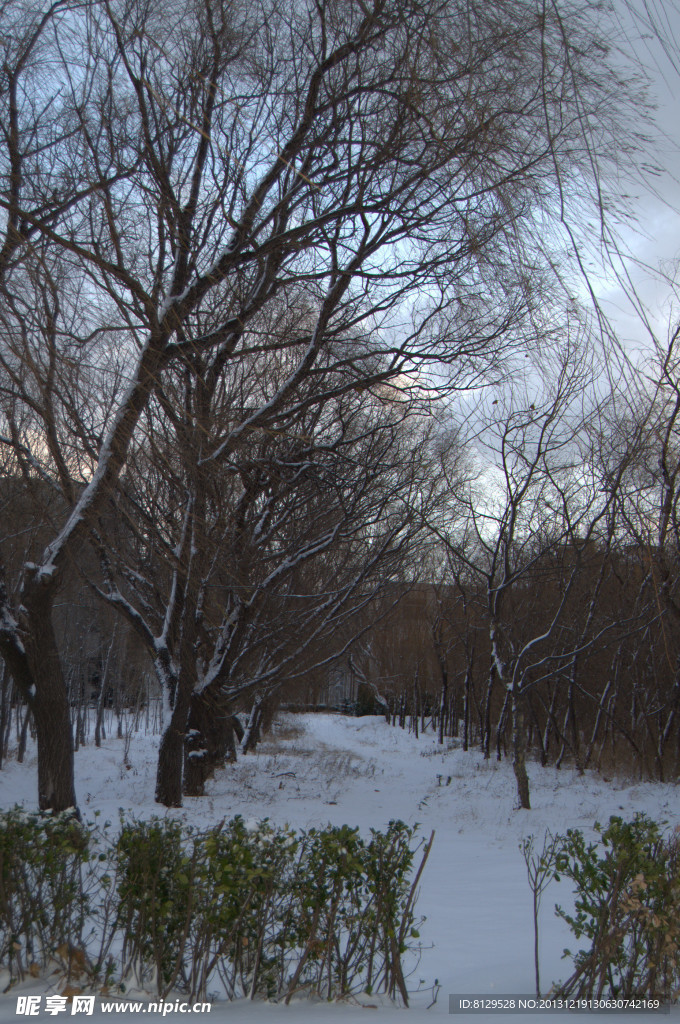 雪后树林