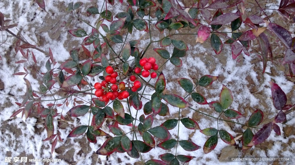 泉景园的小雪