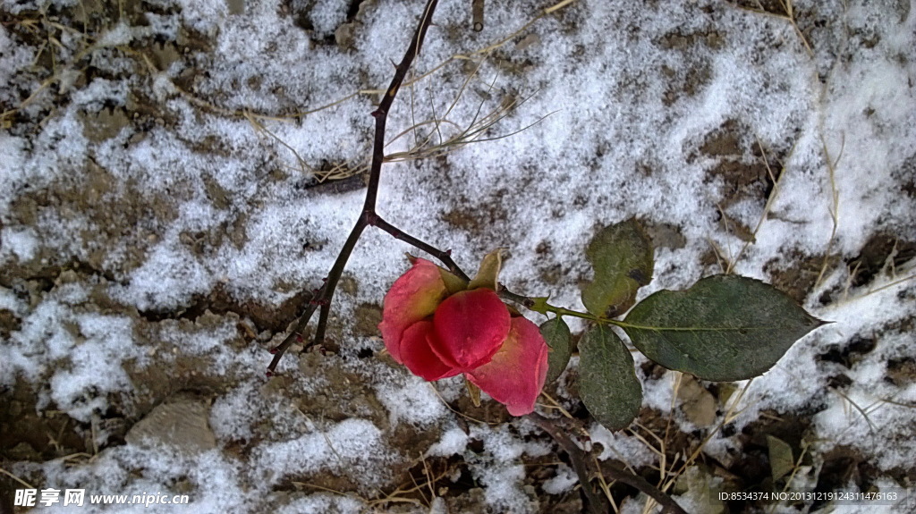 泉景园的小雪