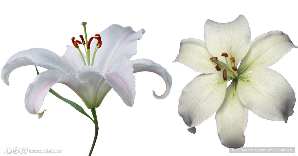 百合