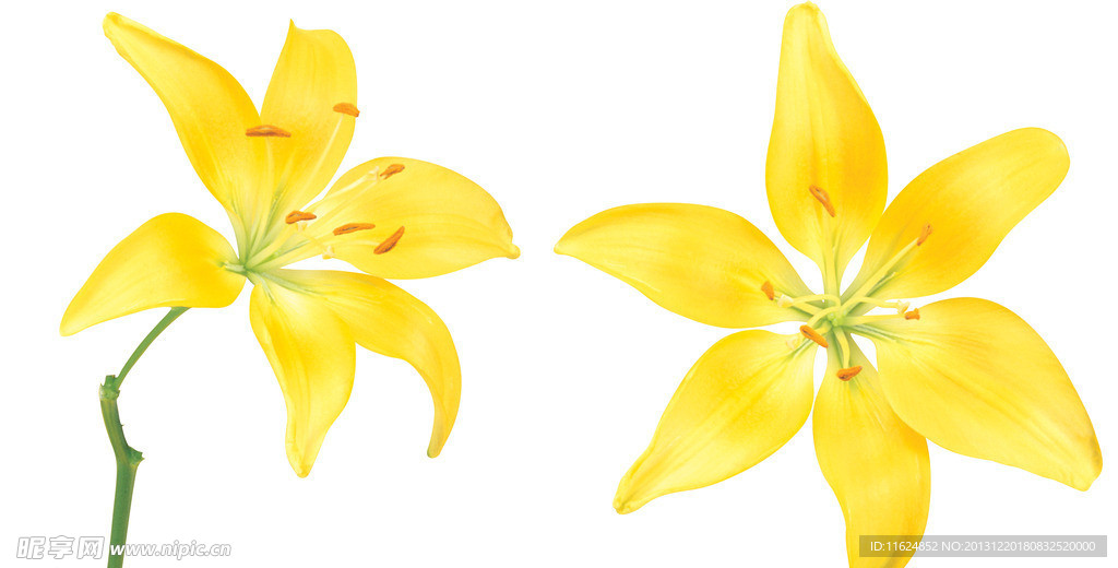 百合