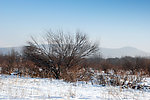 根河冬天野外雪景
