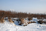 冬天雪地和树林