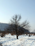 南坝外树林雪景