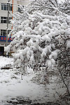 冬天树上雪挂