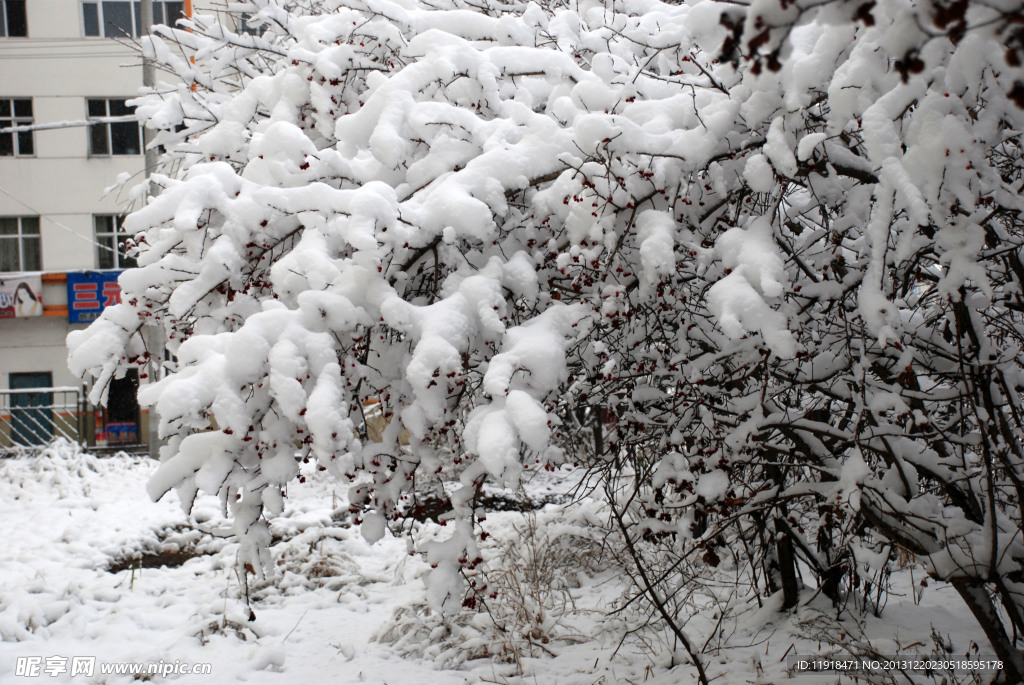 冬天树上的雪挂