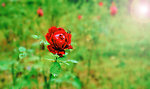 月季花图片