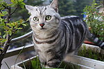 猫咪