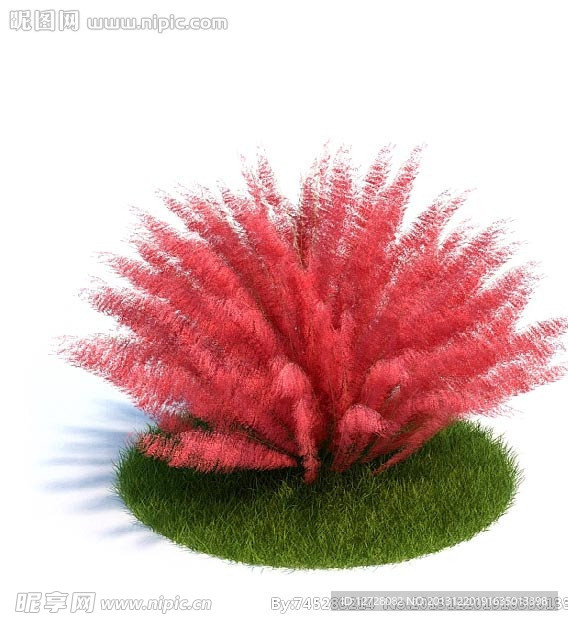植物 树木 景观树木