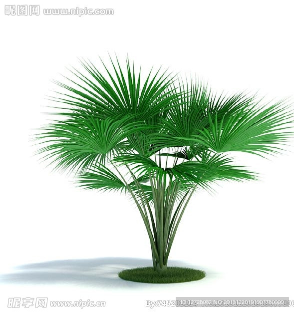 植物 树木 景观树木