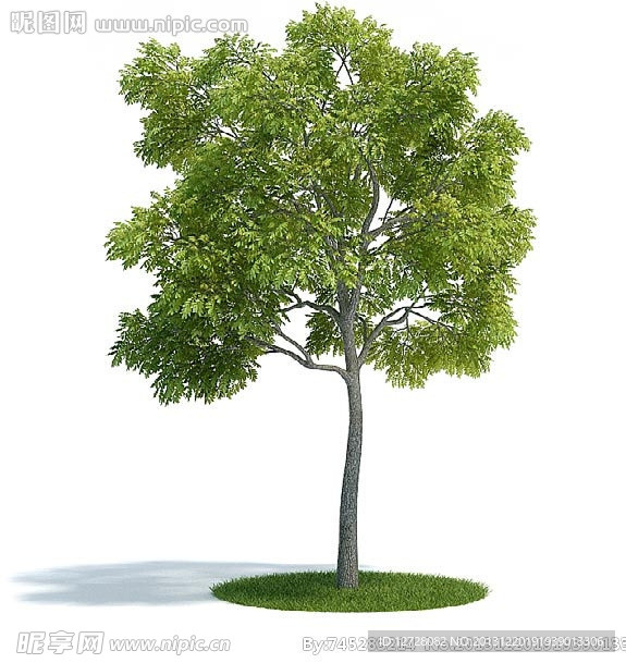 植物 树木 景观树木