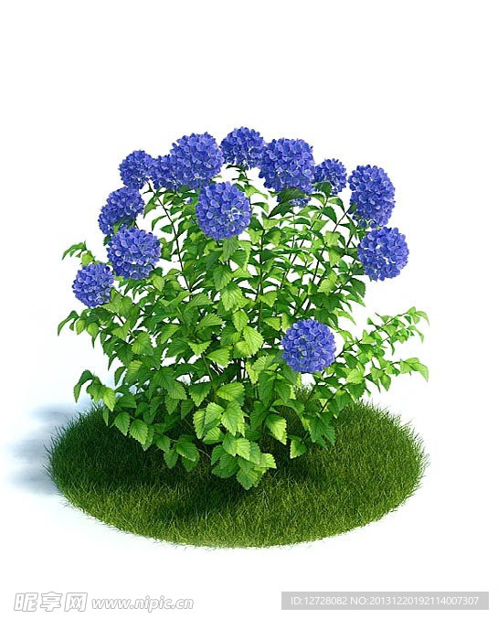 植物 树木 景观树木