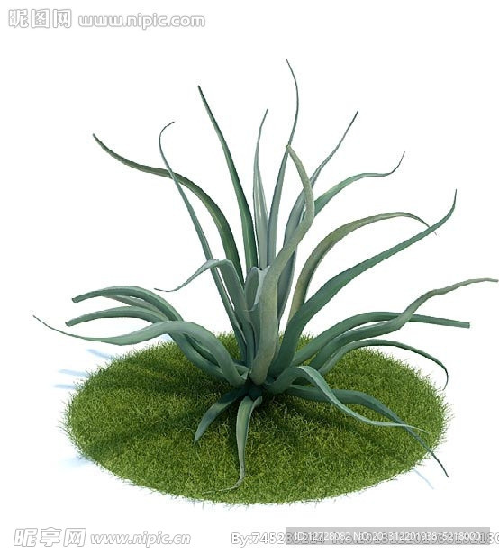 植物 树木 景观树木