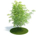 竹子