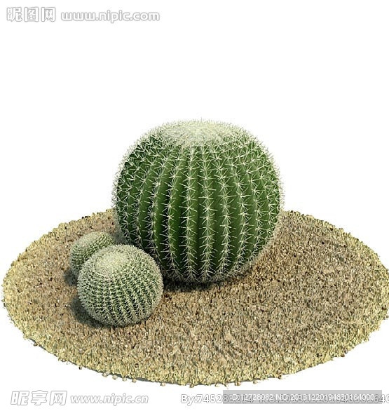 植物 树木 景观树木