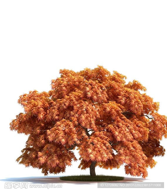 植物 树木 景观树木