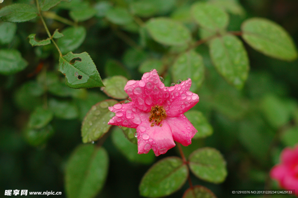 雨中花