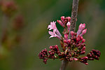 碧桃花蕾