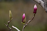 广玉兰花蕾