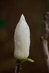 雨天白玉兰