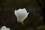 玉兰花