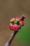 碧桃花蕾