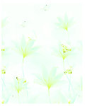 钻石白花