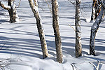 长白山雪影 兄弟