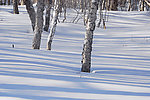 美丽雪之影景深