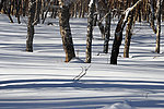 长白山雪影树形