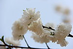 海棠