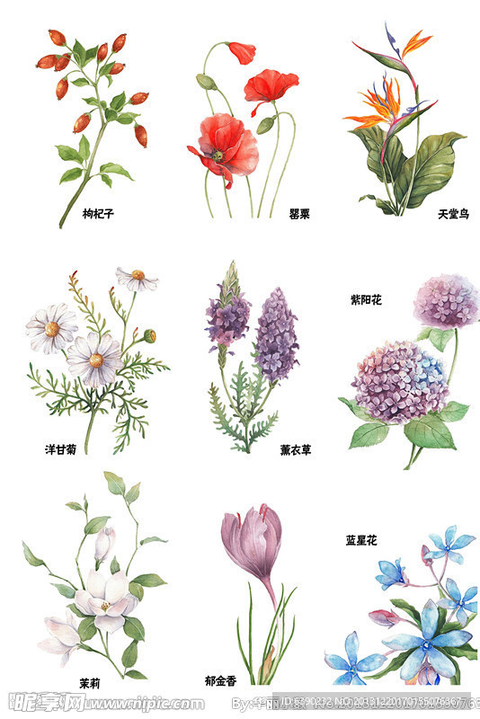 花 手绘