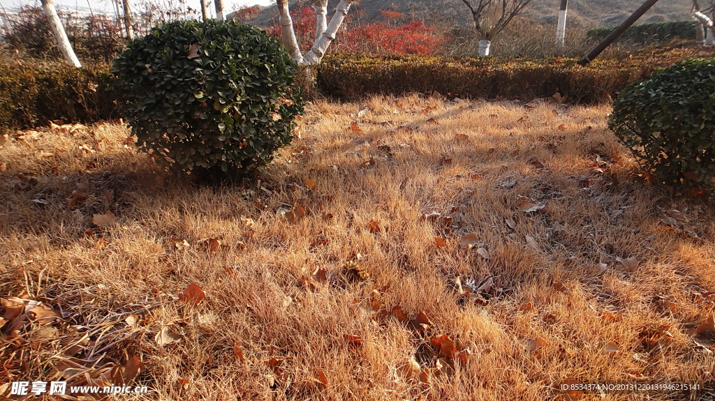 泉景园红叶