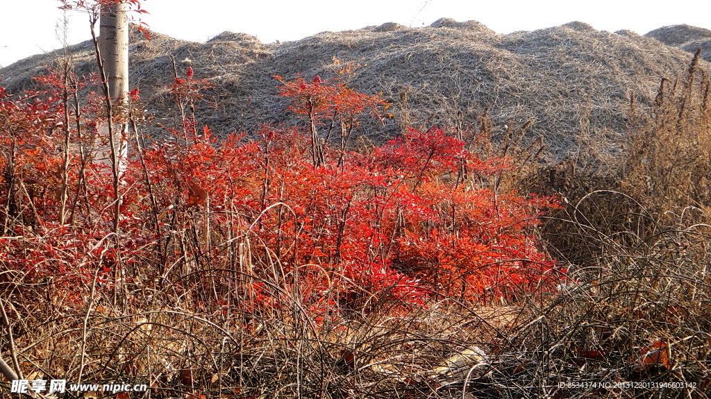 泉景园红叶