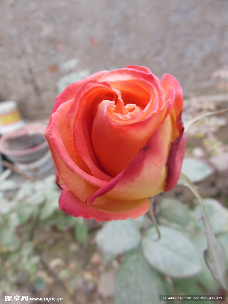 月季花