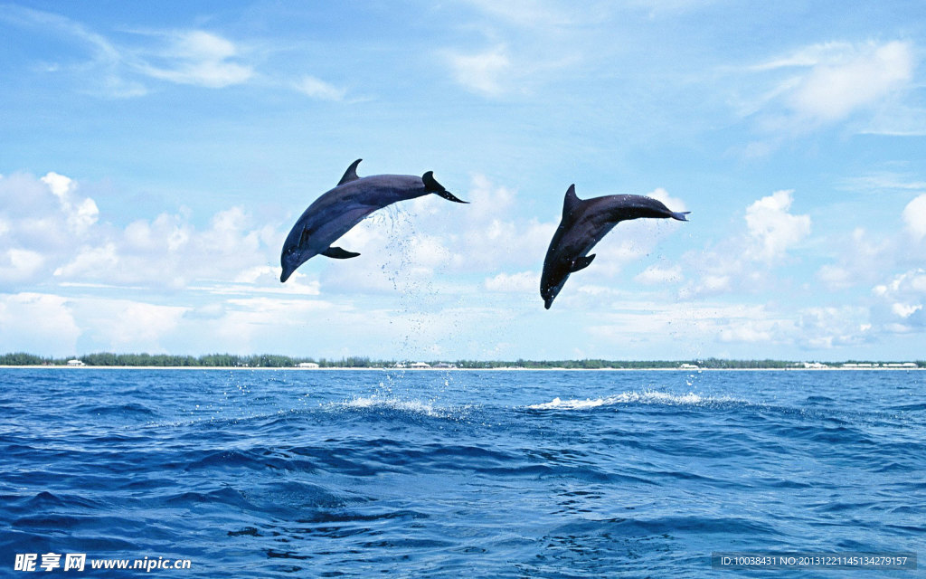 海豚