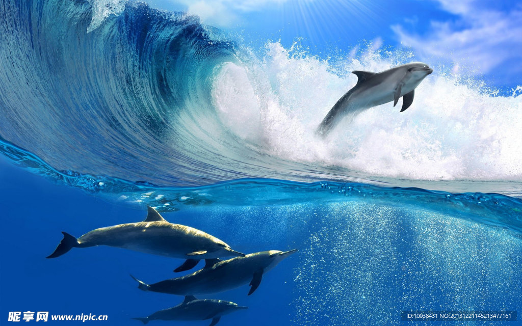 海豚