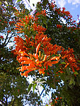 炮仗花